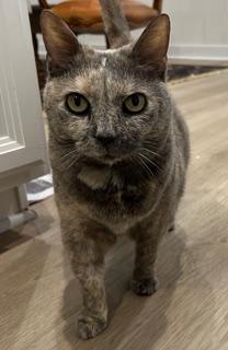 Fauna, a Adoptable mixed breed in Gaithersburg, MD image 5/5