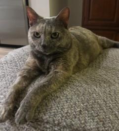 Enlarge Fauna, a Adoptable mixed breed in Gaithersburg, MD image 5/5