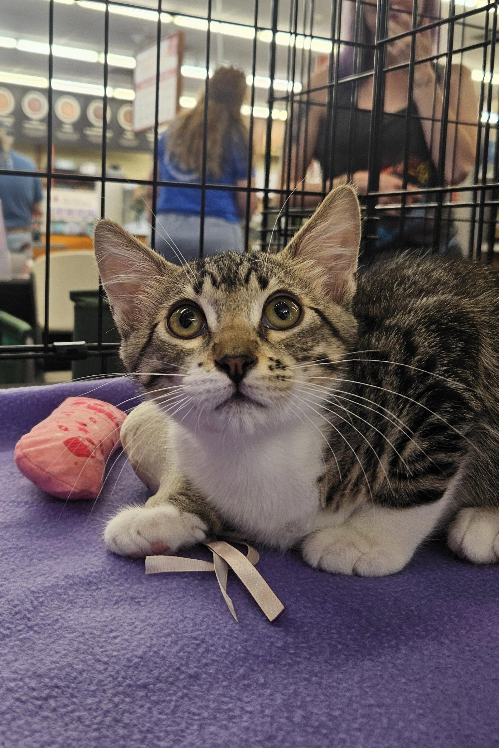 Tabasco, Adoptable, Kitten Male Domestic Short Hair.