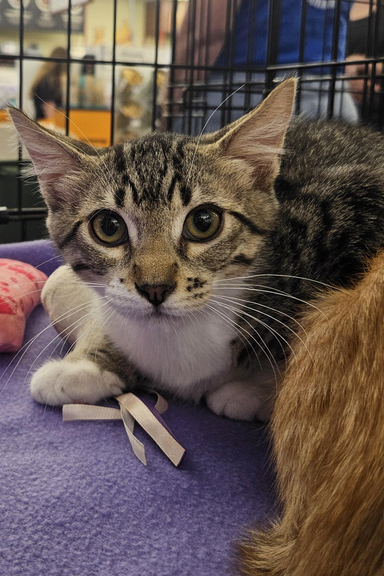 Enlarge Tabasco, a Adoptable Domestic Short Hair in Antioch, CA image 2/2