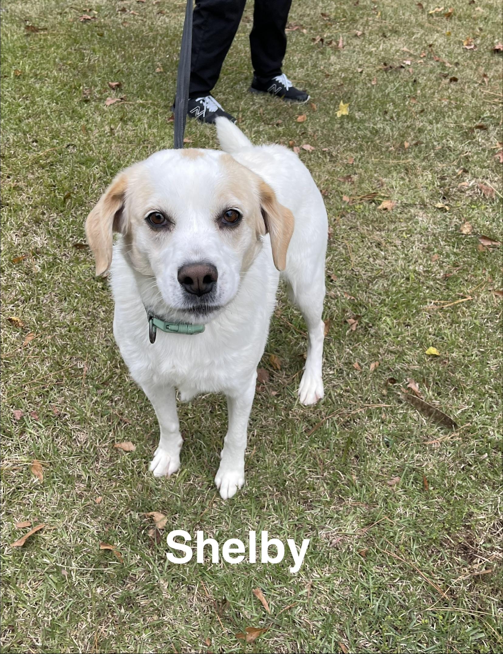 Shelby, Adoptable, Adult Female Retriever.