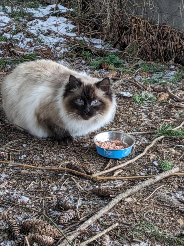 Tundra, Adoptable, Young Male Domestic Medium Hair.