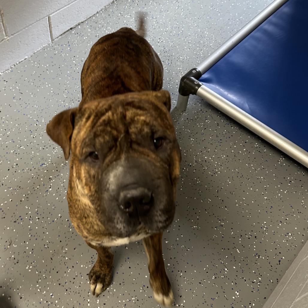 Enlarge Rumpke, a Adoptable Mixed Breed in Danville, KY image 1/4