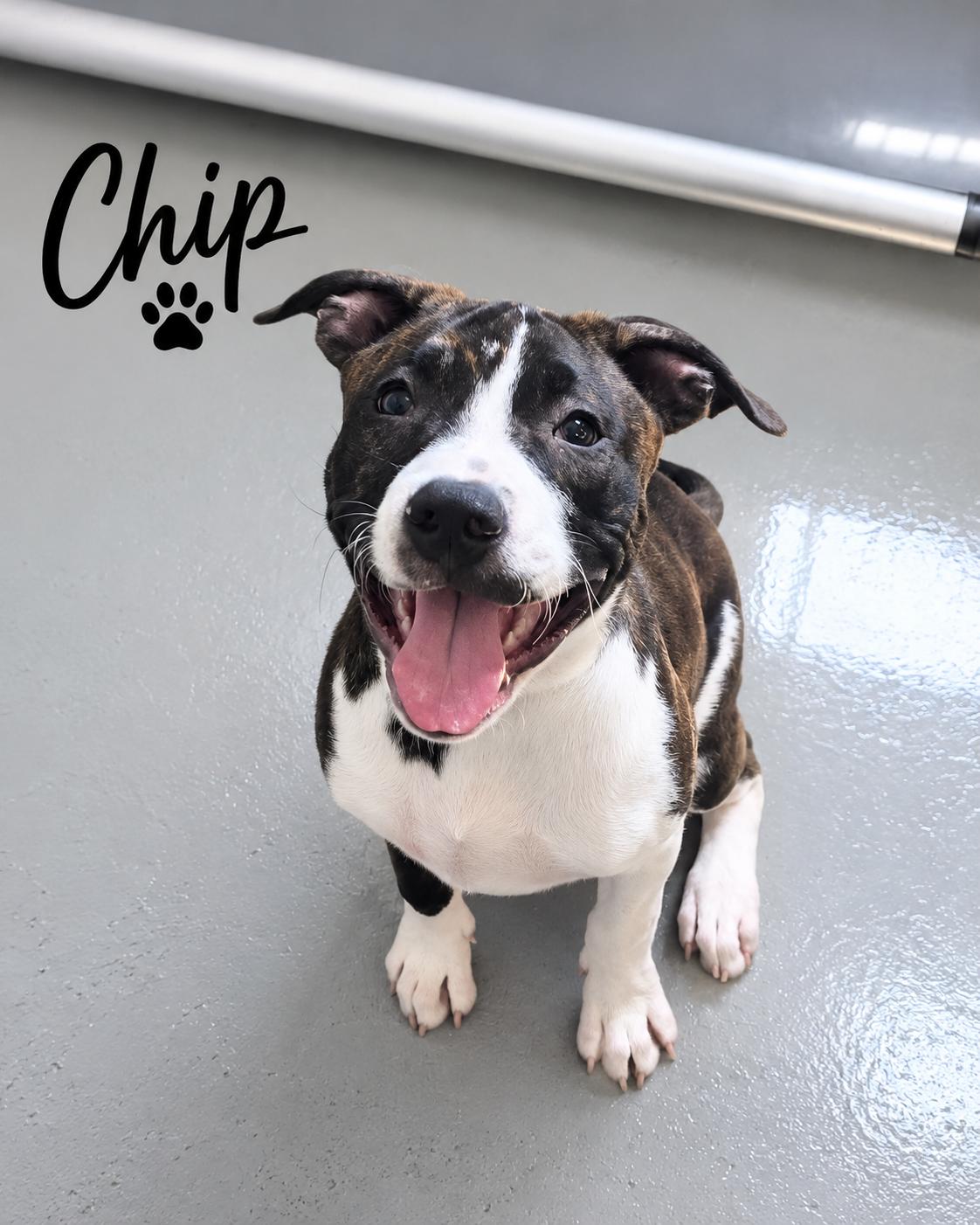 Chip, ADOPTABLE, Young Male Cattle Dog.