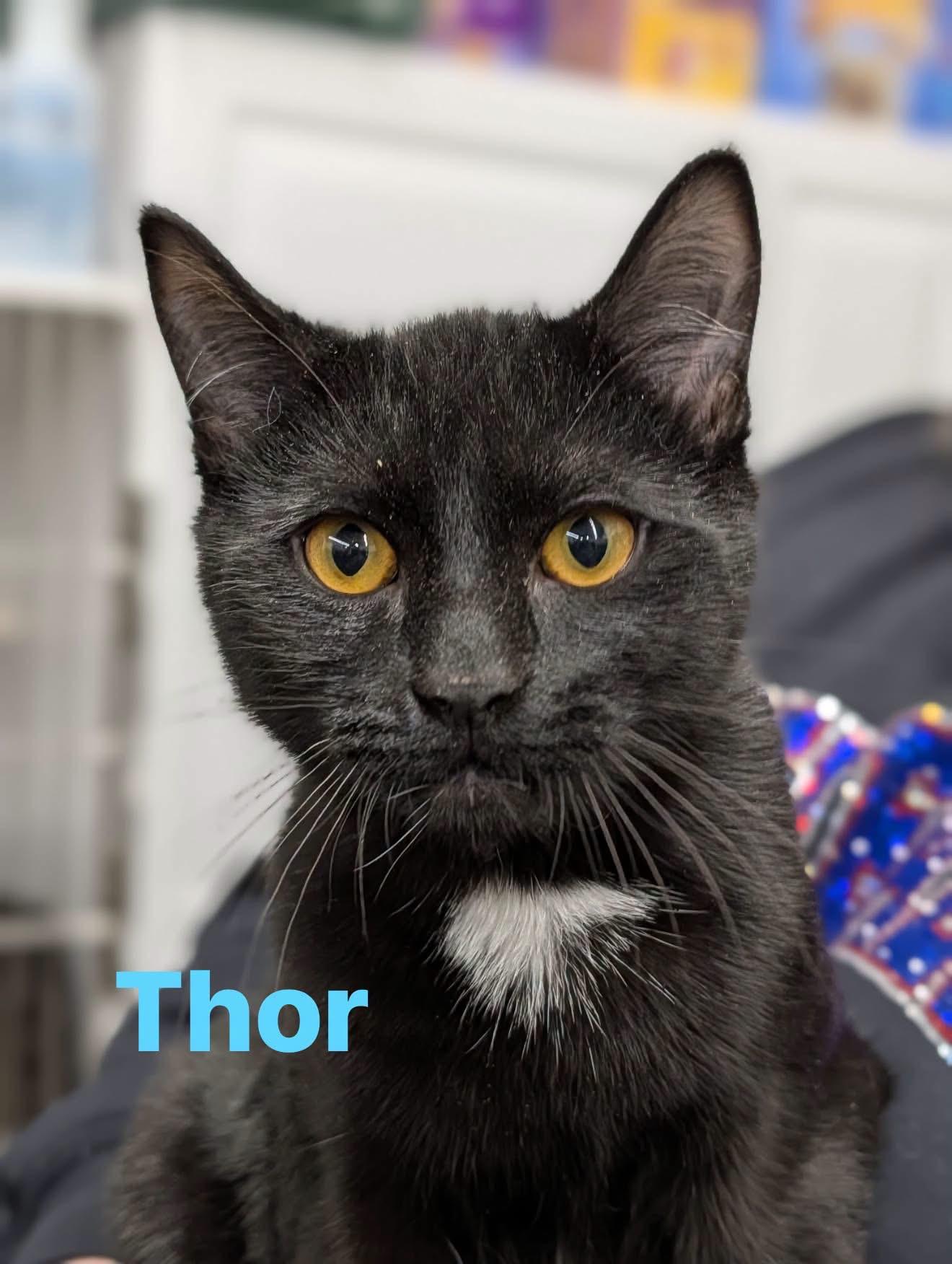 Thor, Adoptable, Young Male Domestic Short Hair.