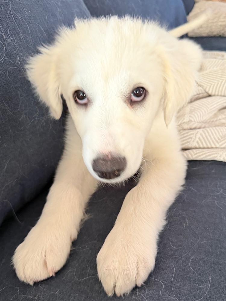 Enlarge Archer, a Adoptable mixed breed in Denver, CO image 1/6