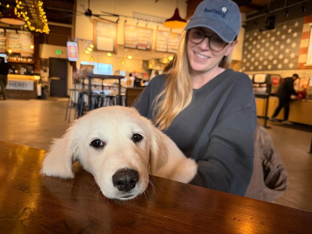 Enlarge Archer, a Adoptable mixed breed in Denver, CO image 2/6