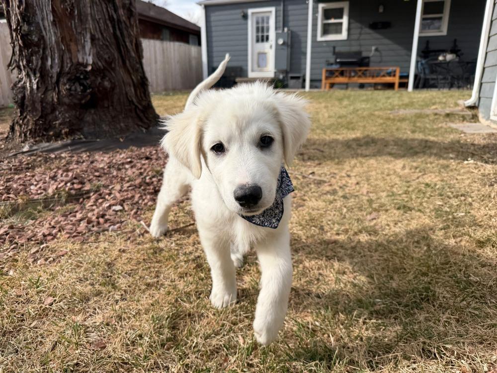 Enlarge Archer, a Adoptable mixed breed in Denver, CO image 3/6