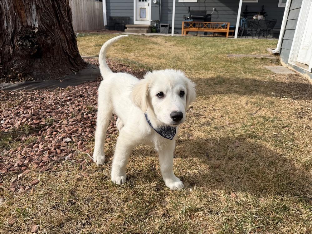 Enlarge Archer, a Adoptable mixed breed in Denver, CO image 4/6