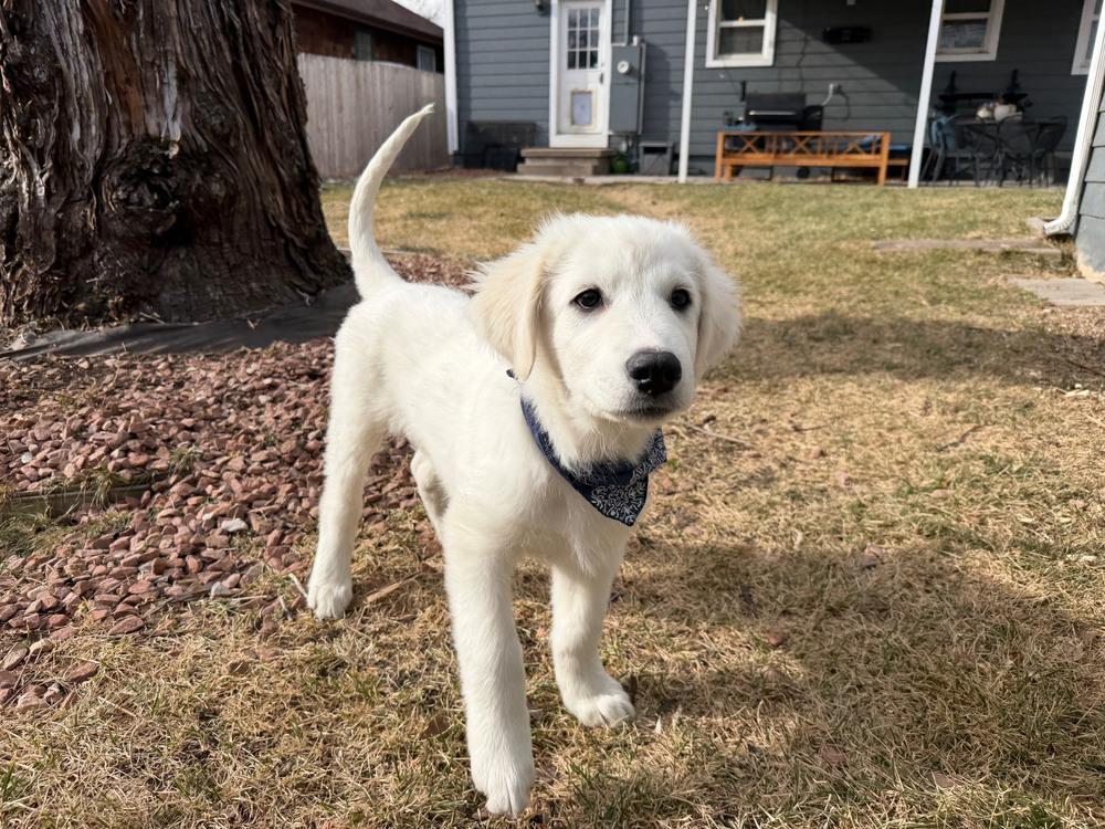 Enlarge Archer, a Adoptable mixed breed in Denver, CO image 5/6