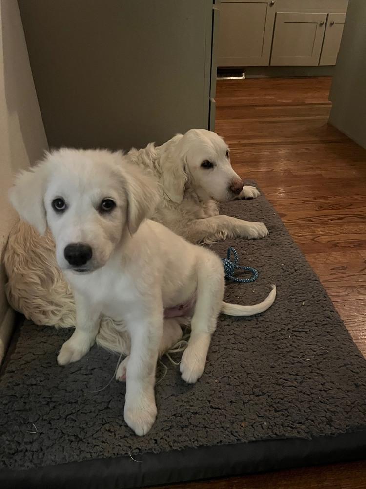 Enlarge Archer, a Adoptable mixed breed in Denver, CO image 6/6