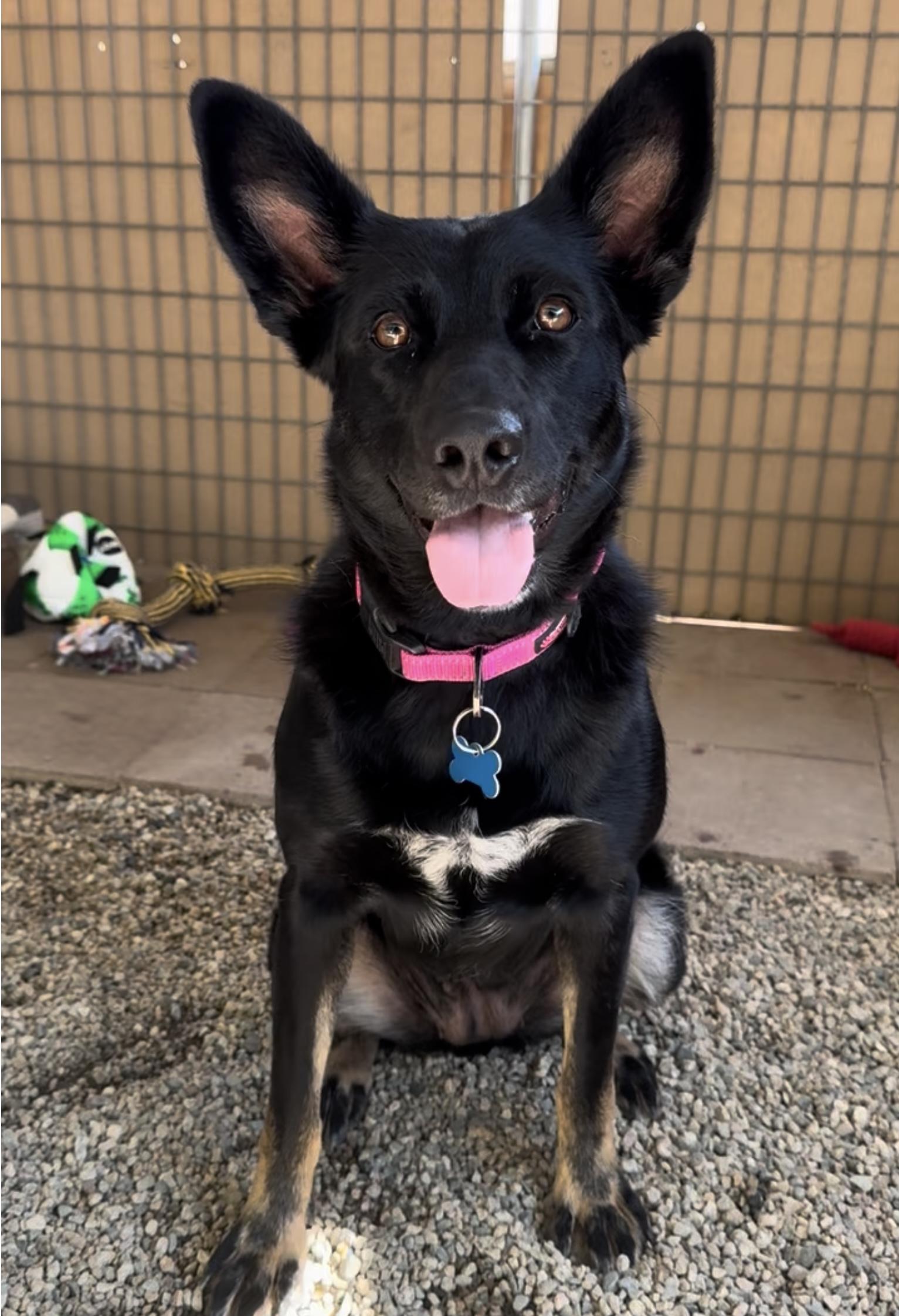 Sadie, Adoptable, Young Female Australian Kelpie.