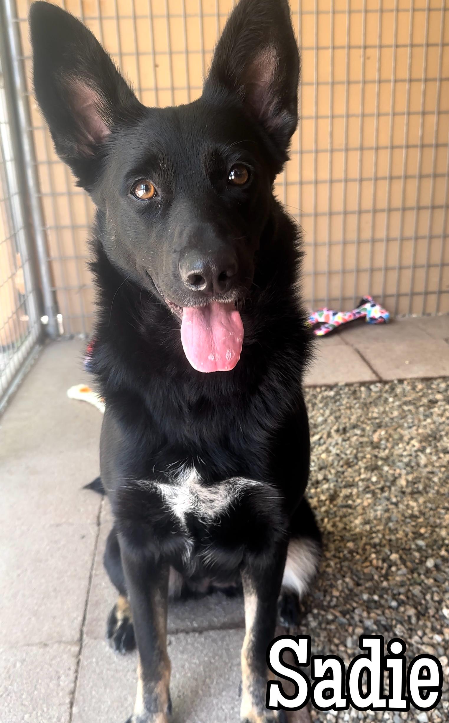 Sadie, a Adoptable mixed breed in Agua Dulce, CA image 5/5