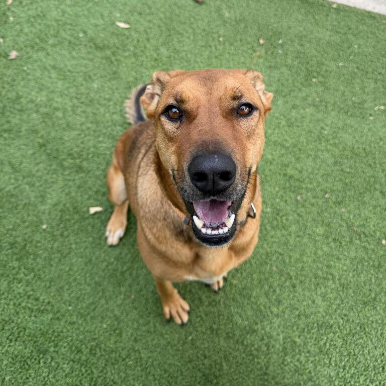 Enlarge Lady, a Adoptable mixed breed in Gainesville, GA image 1/2