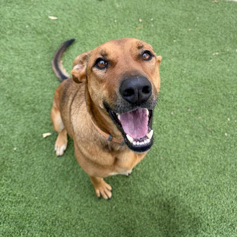 Enlarge Lady, a Adoptable mixed breed in Gainesville, GA image 2/2