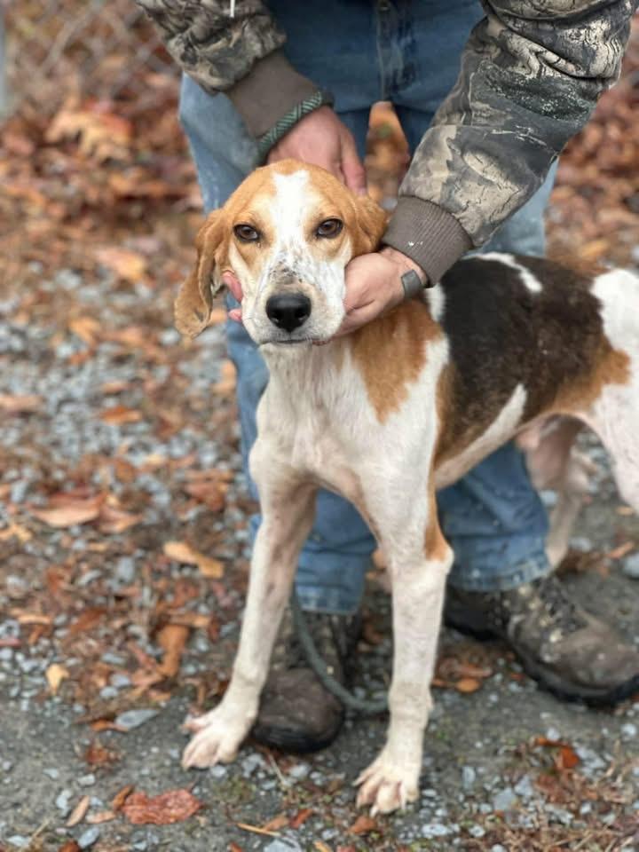 Roy , ADOPTABLE, Adult Male Hound.