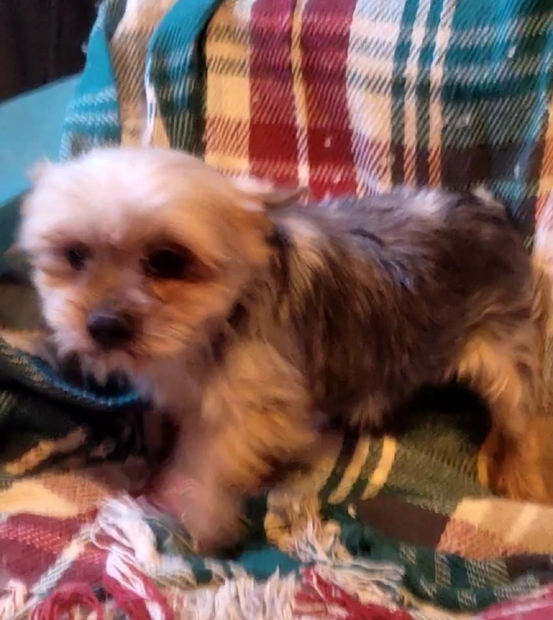 Enlarge CORY, a ADOPTABLE Yorkshire Terrier in Woodsfield, OH image 1/1