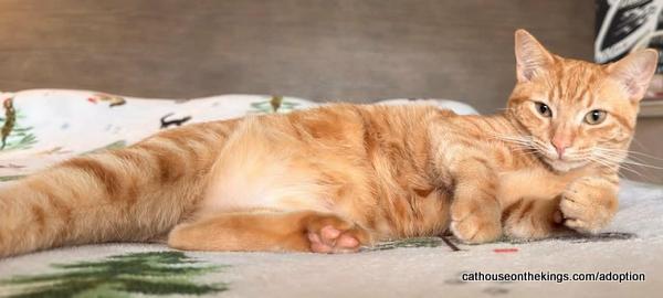 Hydra — thumbnail 2