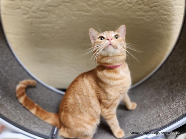 Hydra — thumbnail 3