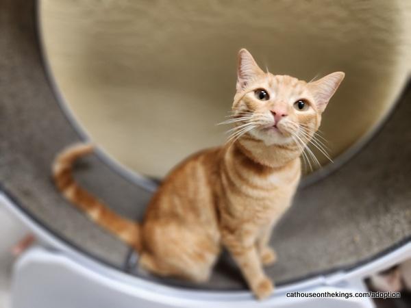 Hydra — thumbnail 4