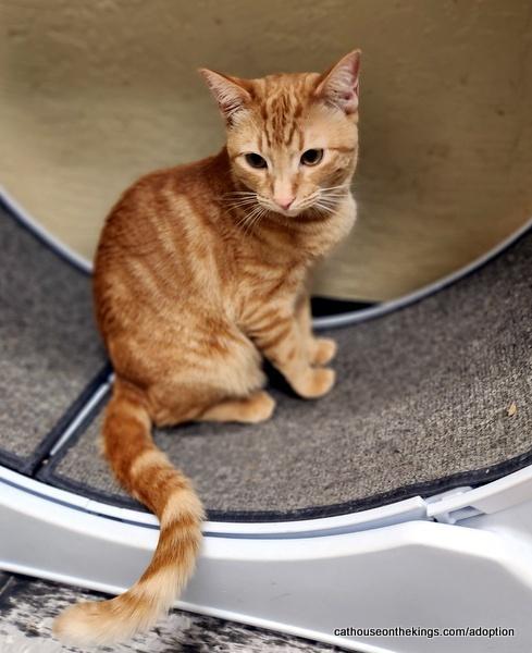 Hydra — thumbnail 5