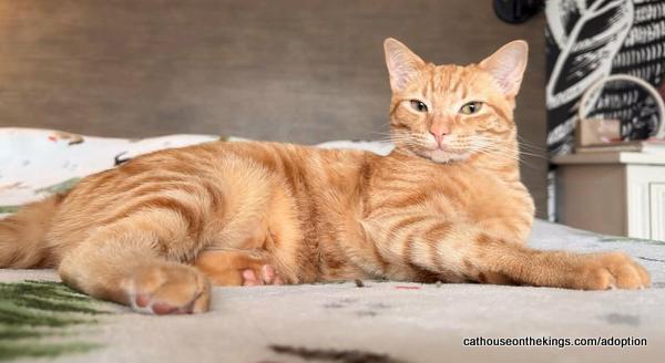 Hydra — thumbnail 6