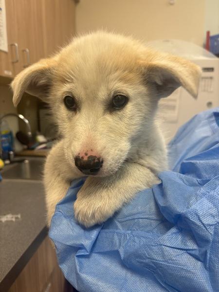 Chanel, Adoptable, Puppy Female Siberian Husky.