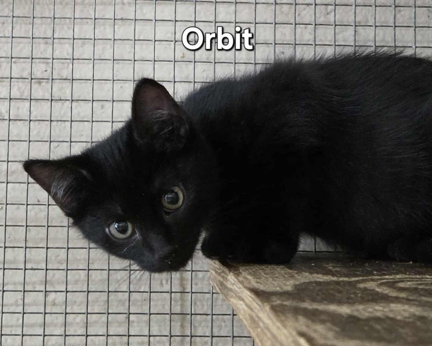 Enlarge Orbit, an adopted mixed breed in Anniston, AL image 3/3