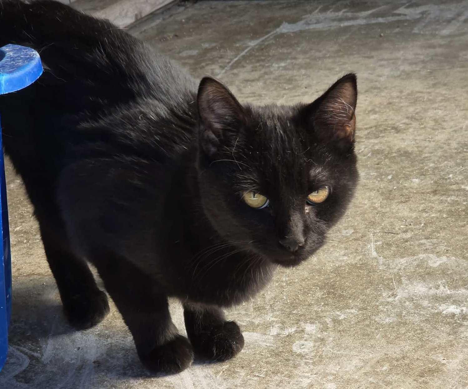 Enlarge Orbit, an adopted mixed breed in Anniston, AL image 1/3