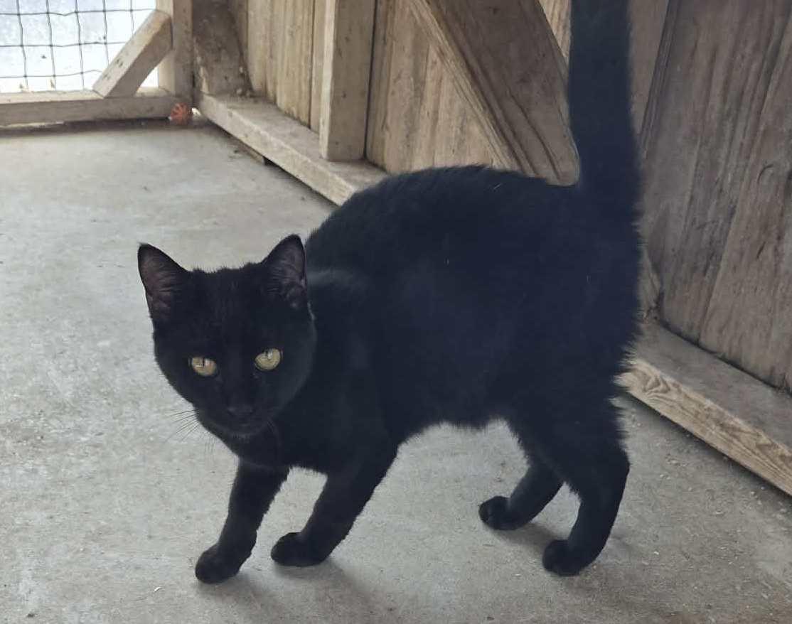 Enlarge Orbit, an adopted mixed breed in Anniston, AL image 2/3