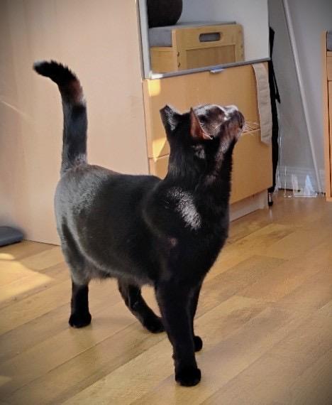 Nino, a Adoptable Domestic Short Hair in Brooklyn, NY image 2/5