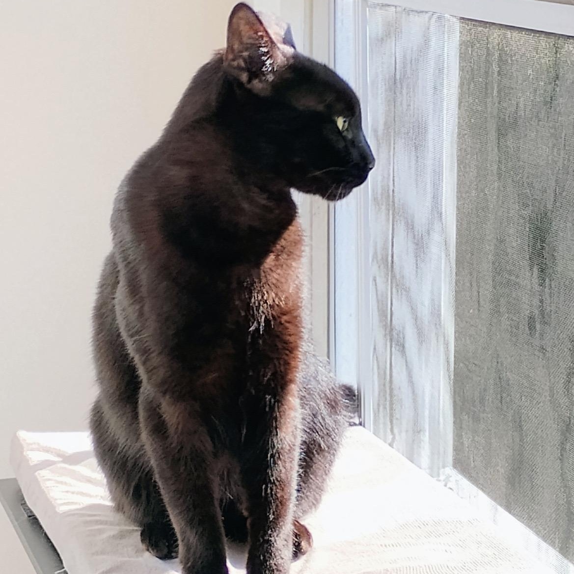 Nino, a Adoptable Domestic Short Hair in Brooklyn, NY image 3/5