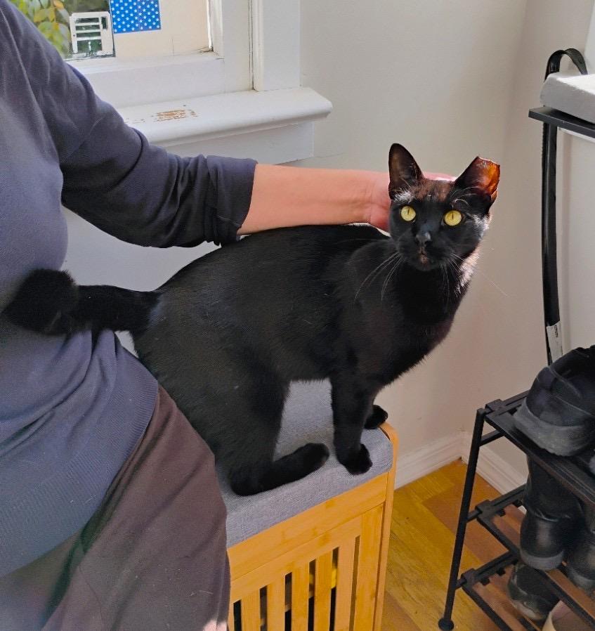Nino, Adoptable, Young Male Domestic Short Hair.