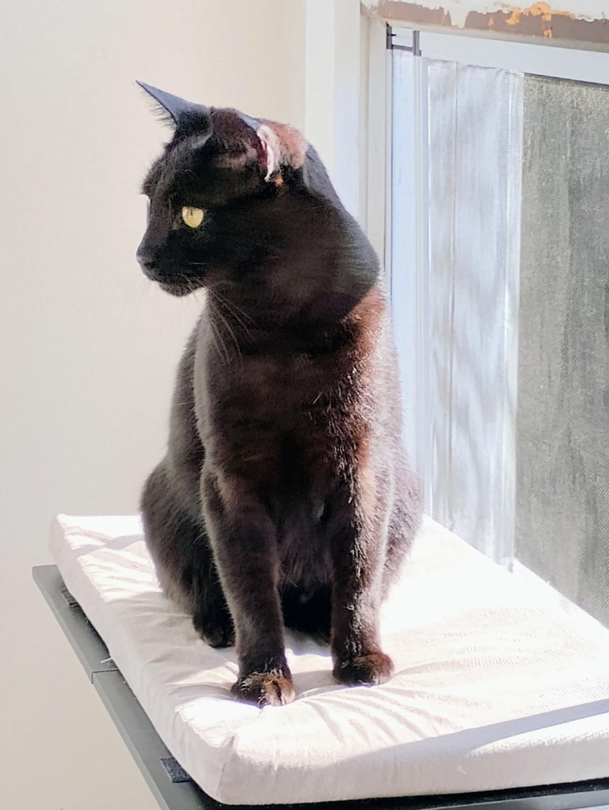 Nino, Adoptable, Adult Male Domestic Short Hair.