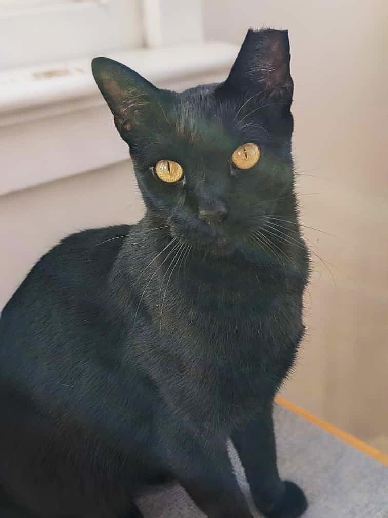 Nino, a Adoptable Domestic Short Hair in Brooklyn, NY image 5/5