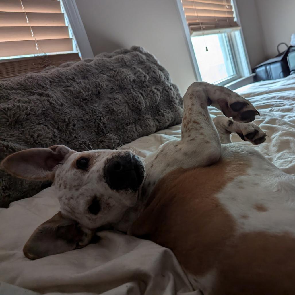 Carlsbad, Adoptable, Young Male Cattle Dog & Pit Bull Terrier.