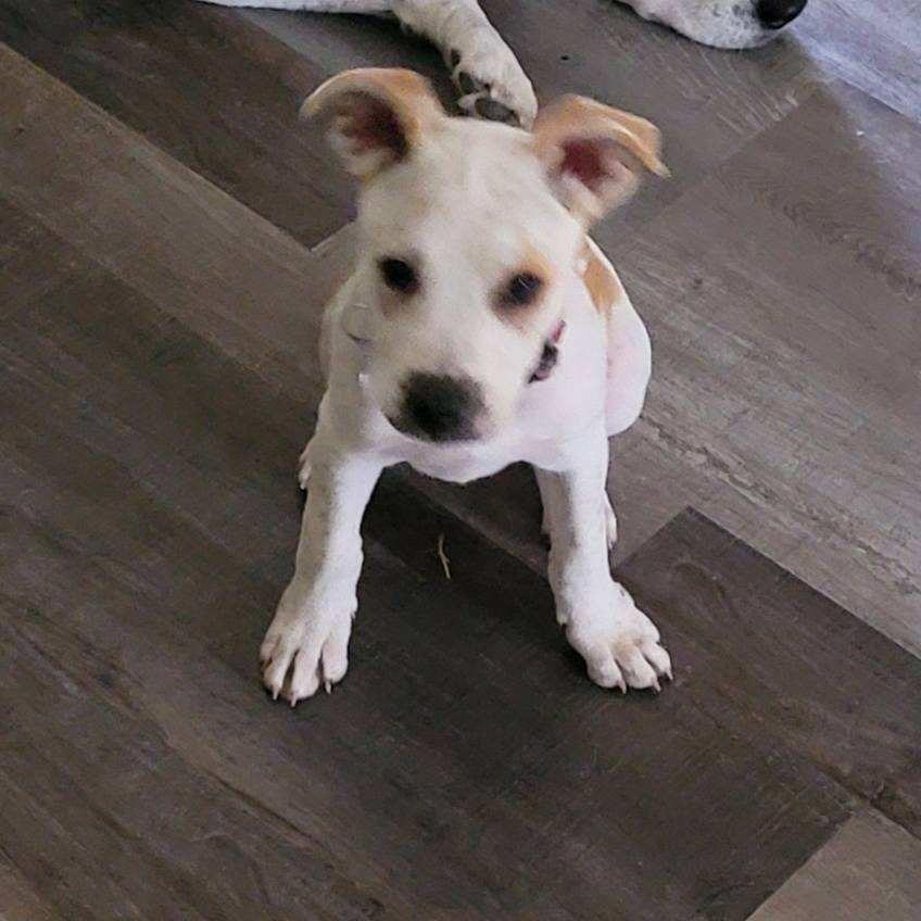 Enlarge Carlsbad, a Adoptable mixed breed in Shawnee, KS image 2/6