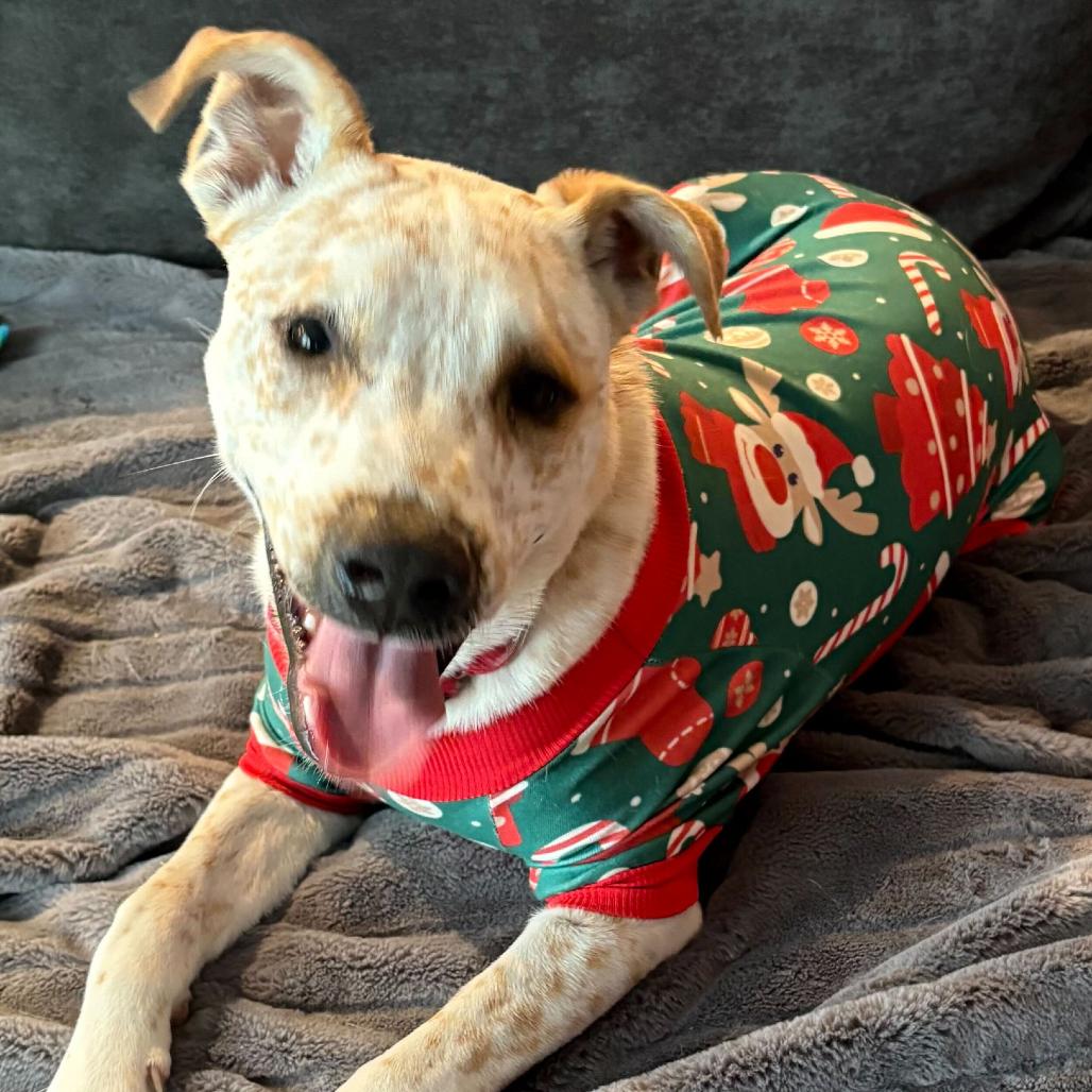 Enlarge Carlsbad, a Adoptable mixed breed in Shawnee, KS image 6/6