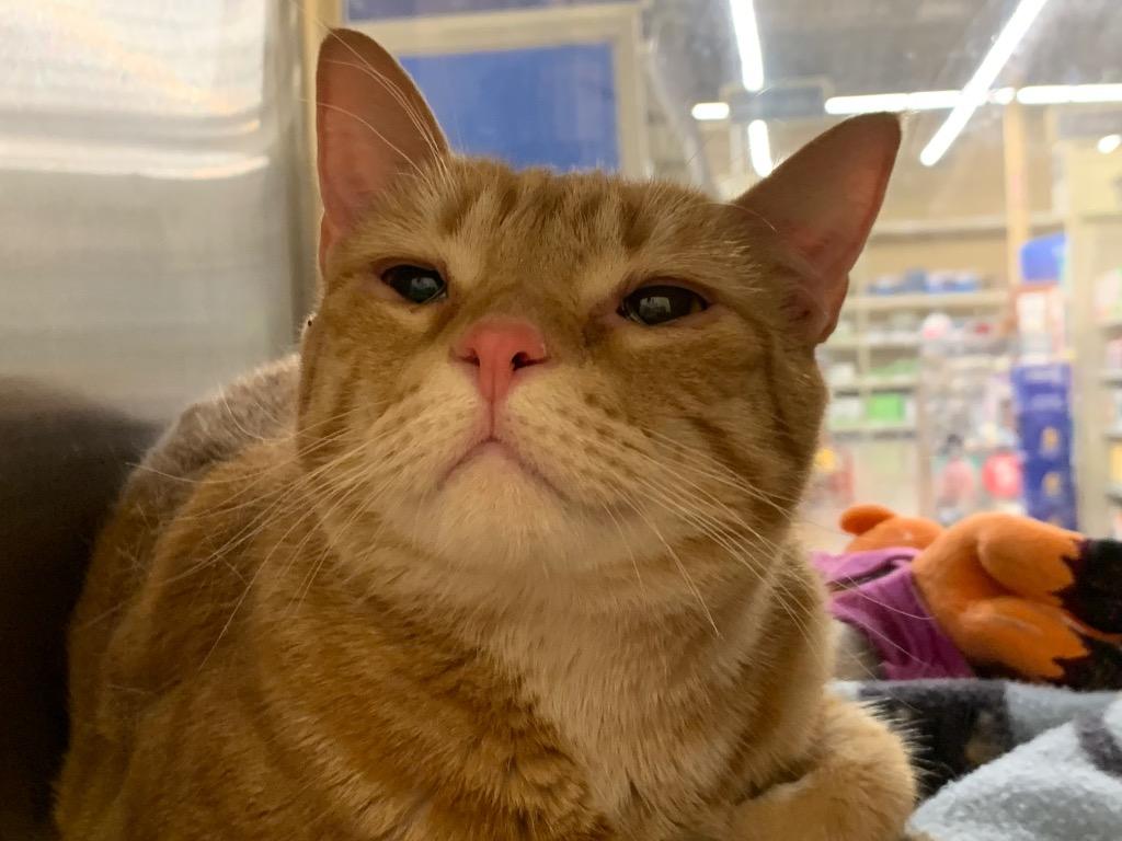 Darby, Adoptable, Adult Male Domestic Short Hair.