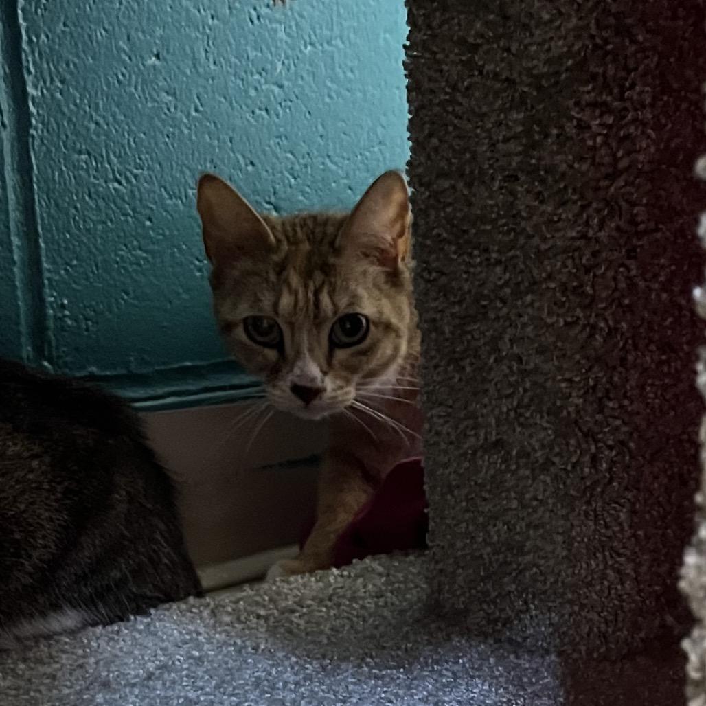 Peach (13), a Adoptable Domestic Short Hair in Bedford, NH image 1/2