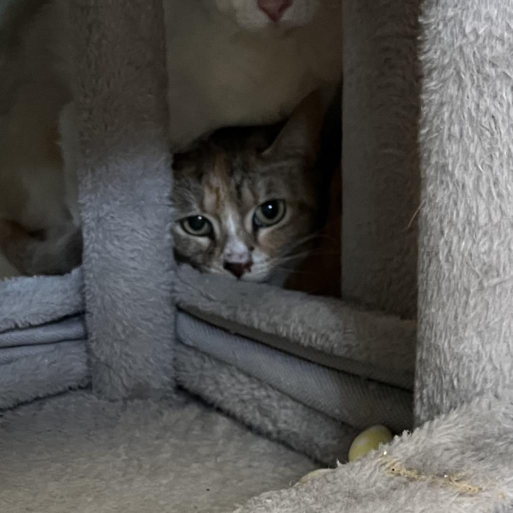 Peach (13), a Adoptable Domestic Short Hair in Bedford, NH image 2/2