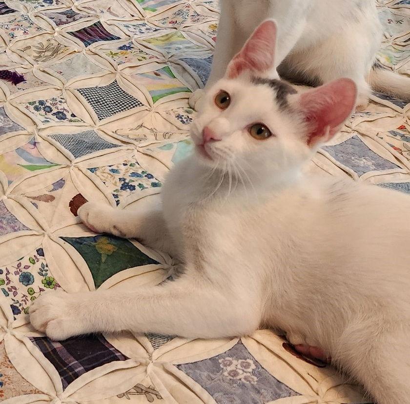 Zephyr #graffiti-boy, Adoptable, Adult Male Turkish Van & Domestic Short Hair.