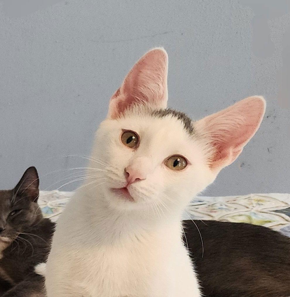 Zephyr #graffiti-boy, Adoptable, Adult Male Turkish Van & Domestic Short Hair.