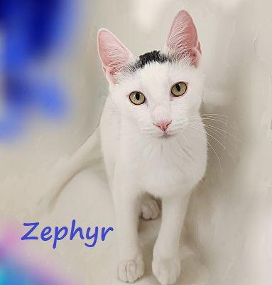 Zephyr #graffiti-boy, a Adoptable mixed breed in Houston, TX image 2/6