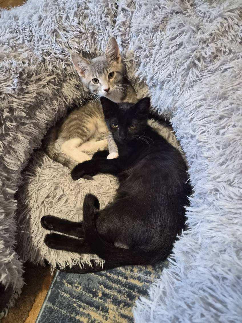 Enlarge Marbles (SC), a ADOPTABLE Domestic Short Hair in Clinton, IL image 2/6