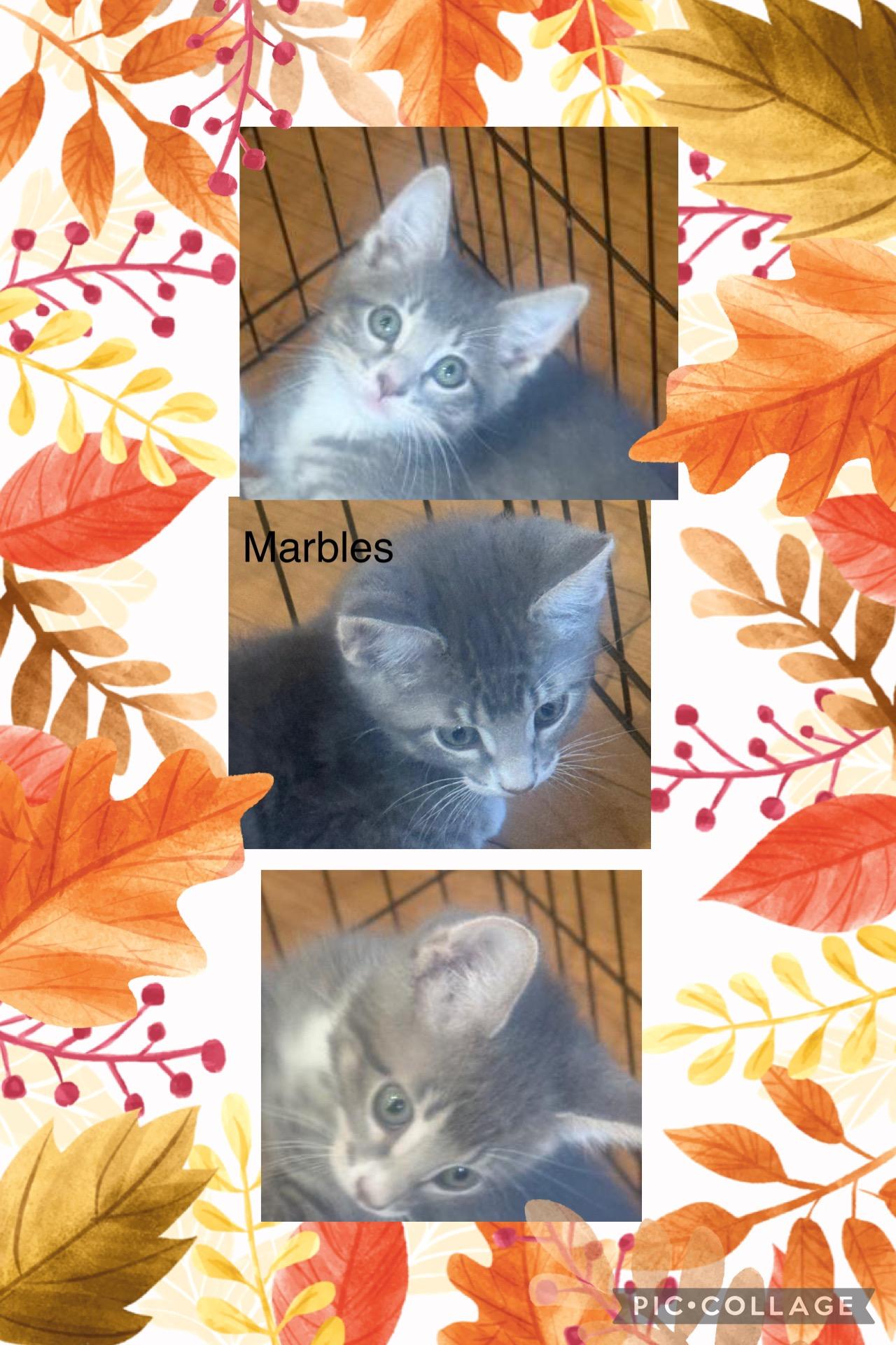 Enlarge Marbles (SC), a ADOPTABLE Domestic Short Hair in Clinton, IL image 3/6
