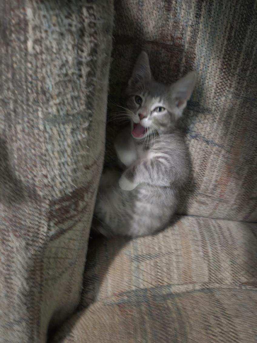 Enlarge Marbles (SC), a ADOPTABLE Domestic Short Hair in Clinton, IL image 4/6