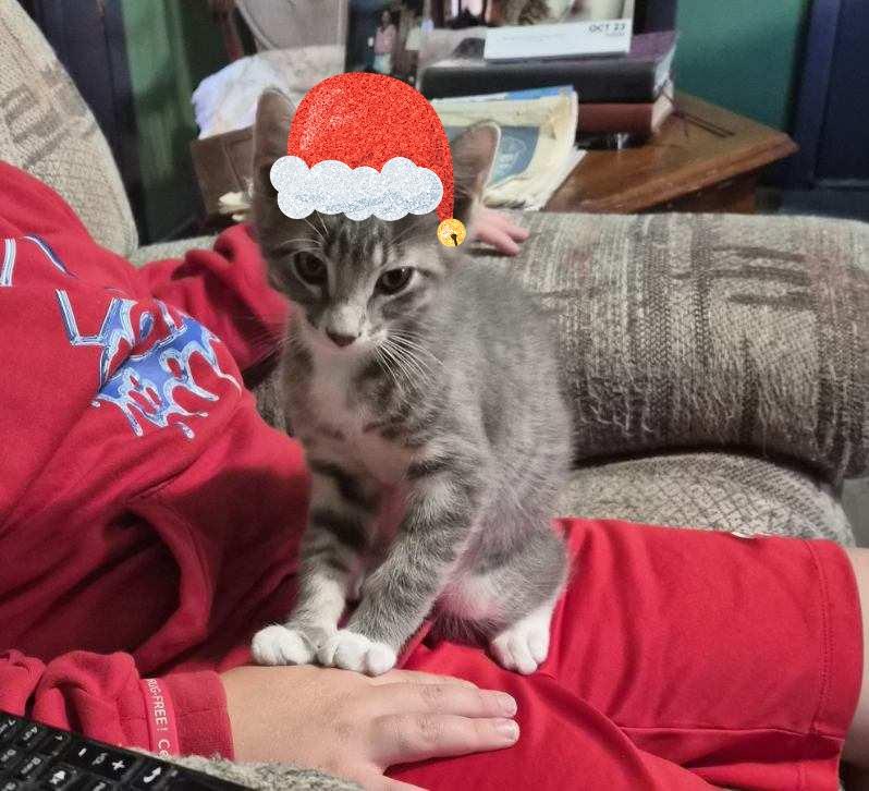 Enlarge Marbles (SC), a ADOPTABLE Domestic Short Hair in Clinton, IL image 5/6