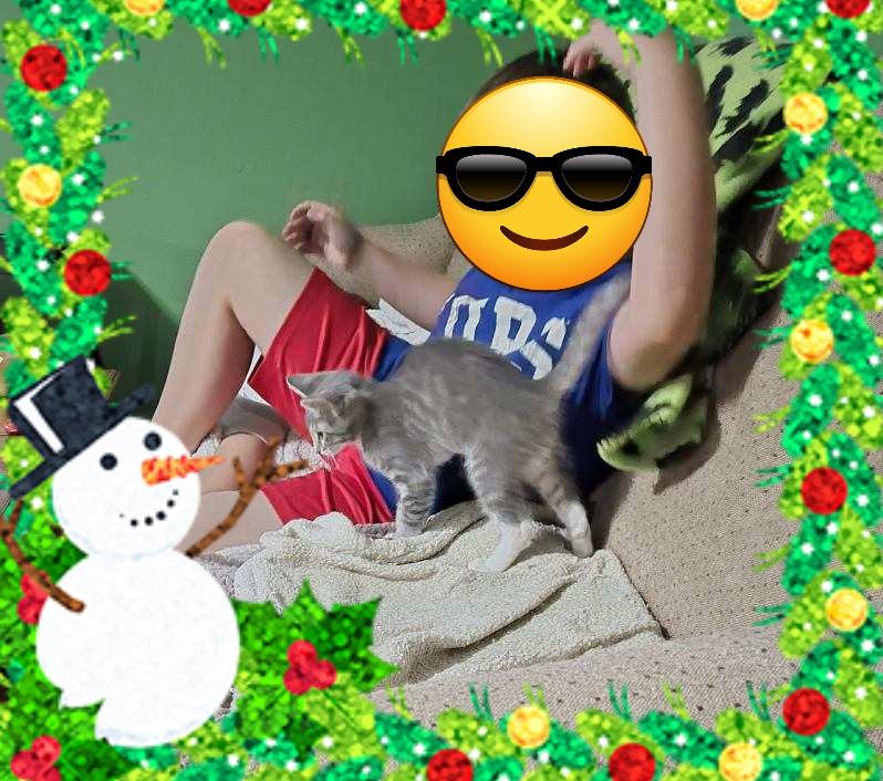 Enlarge Marbles (SC), a ADOPTABLE Domestic Short Hair in Clinton, IL image 6/6