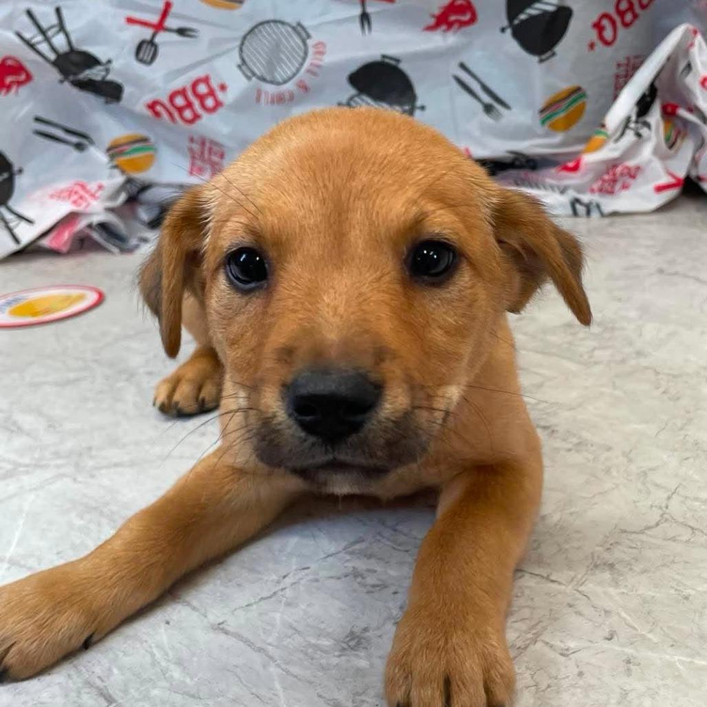 (Event 5/20) Pickles, Adoptable, Puppy Female Mixed Breed.
